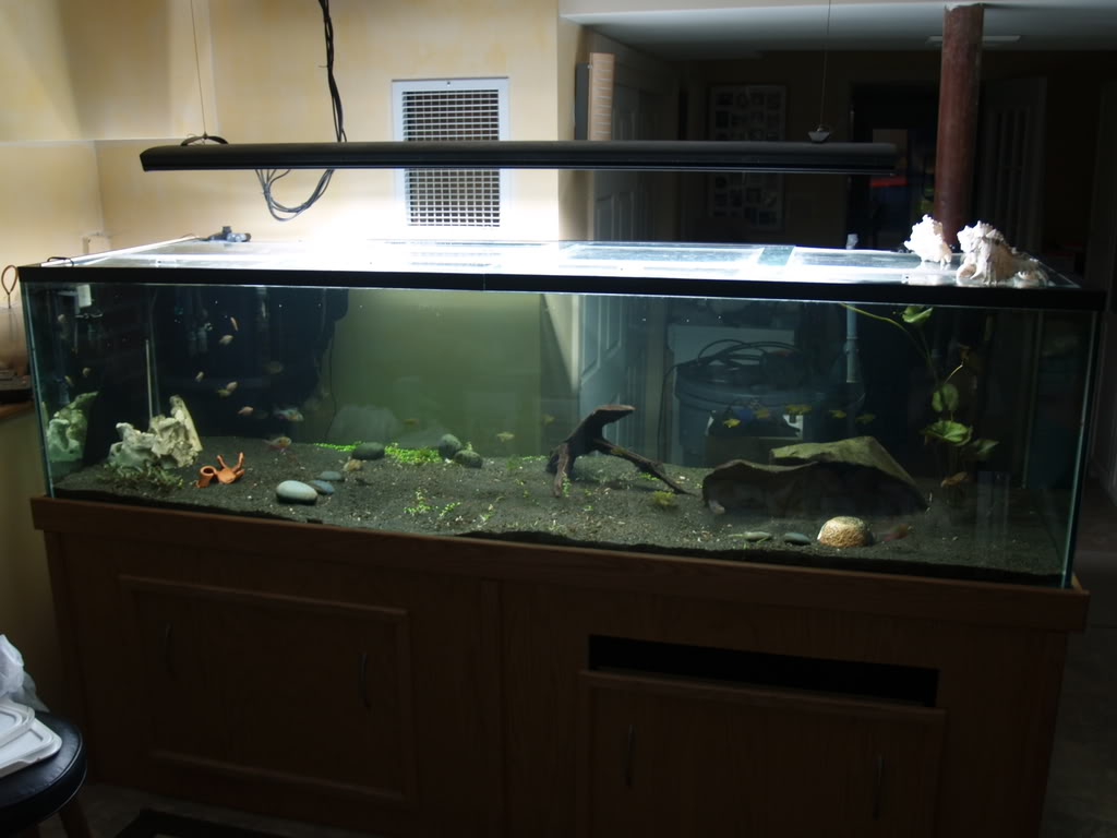 Transforming my 300 gallon Aquarium Advice Aquarium