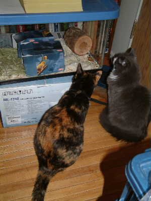 spice_and_squirrel_watching_degus.jpg