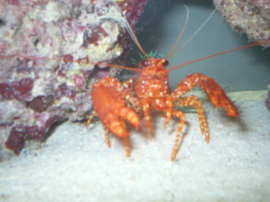lobster_177.jpg