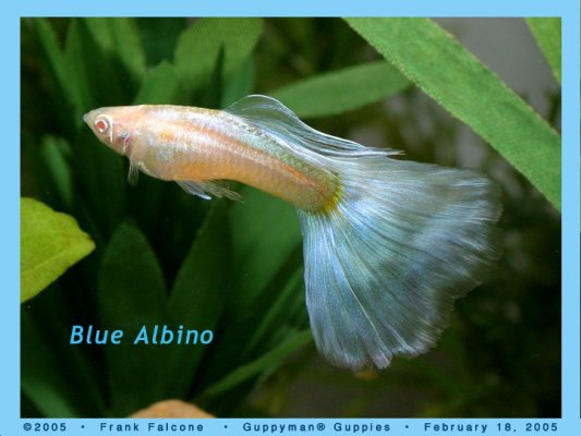 blue_albino_1b_aa.jpg