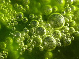 green_cyano_bubbles_187.jpg