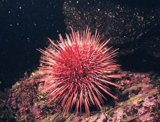 Red-Sea-Urchin1.jpg
