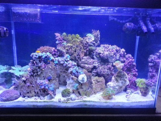 Reef 10-18-12.jpg