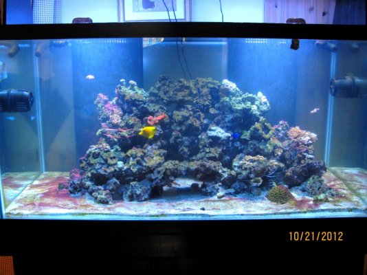fish tank tankk.jpg