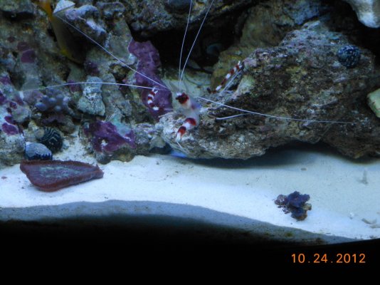 coral banded shrimp 008.jpg
