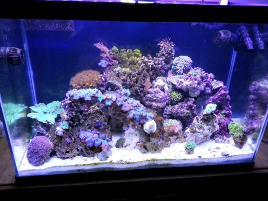 Reef 10-23-12.jpg