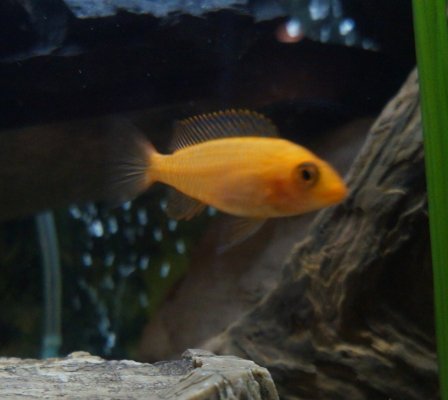 orangefish.jpg
