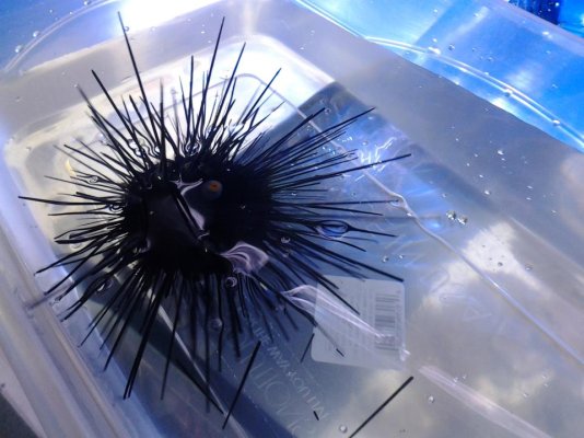 Black Urchin.jpg
