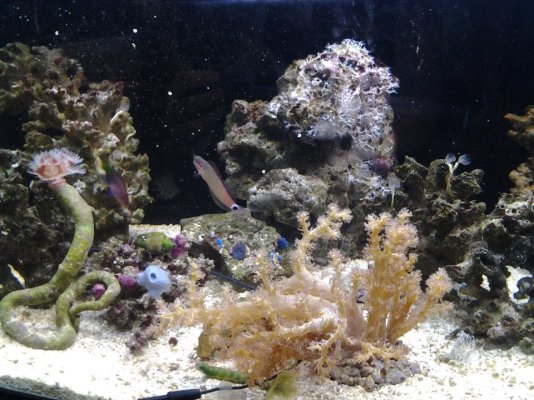 Sh Tank with Tail Dot Goby and used to be sixline wrasse.jpg