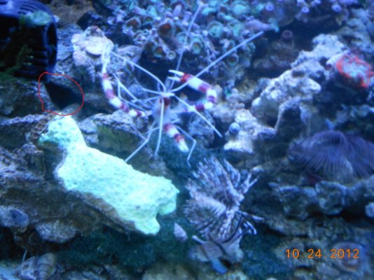 coral banded shrimp 001 - Copy.jpg