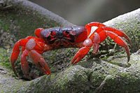 Red-Crab.jpg
