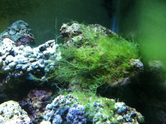 Caulerpa Algae.jpg