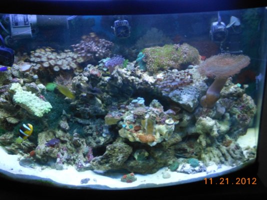 newest coral 027.jpg
