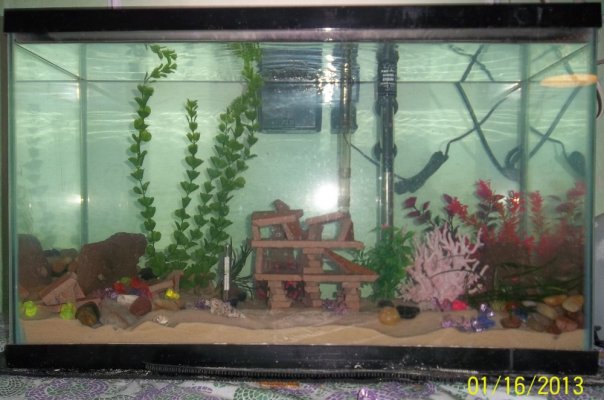 fish tank (2).jpg