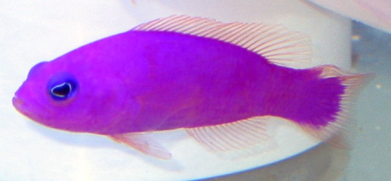 purplepseudochromis_176.jpg