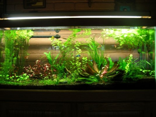 Fish tank 001.jpg