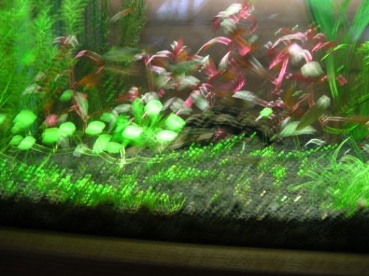 Fish tank 002.jpg