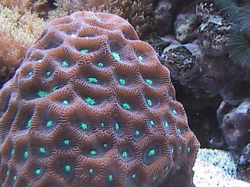 Brain-Moon Coral 2.jpg