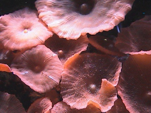 Red Mushroom colony.jpg