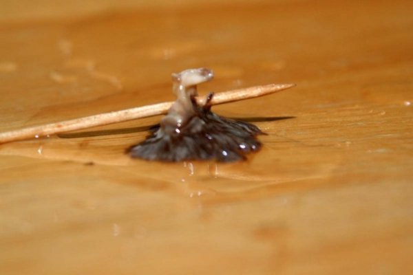 toothpick in xenia.jpg