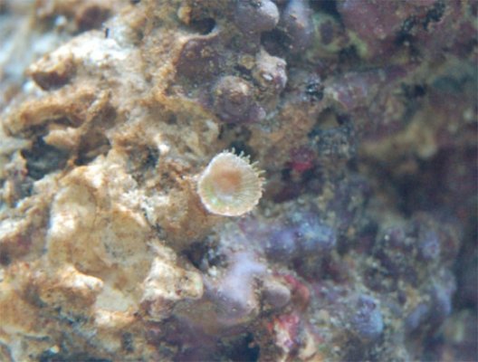 coralsmall.jpg
