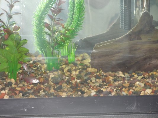 Fish Tank 002.jpg
