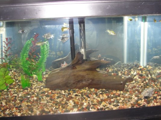 Fish Tank 004.jpg