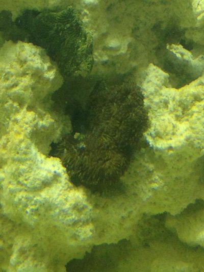 coral id 2.jpg