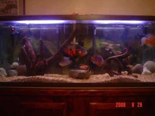 My Fish Tank 065.jpg