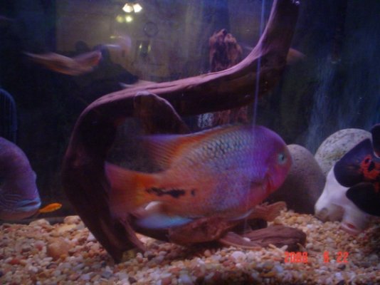 My Fish Tank 009.jpg