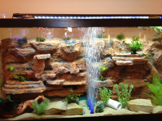 my 55 gal aquarium.jpg