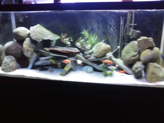 fish tank 1.jpg