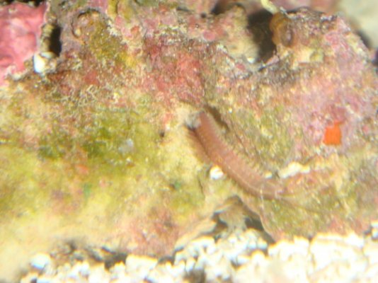 aquarium bristle worm 009.jpg