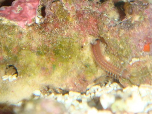 aquarium bristle worm 015.jpg