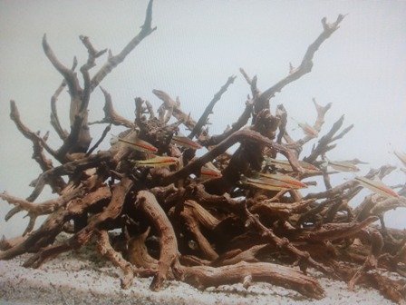 Driftwood.jpg