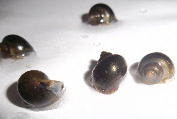 snailbaby (2).jpg