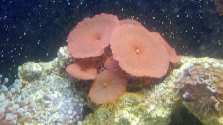 mushroom polyps.jpg