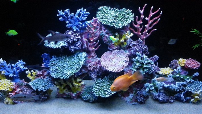new 4ft reef finished.jpg