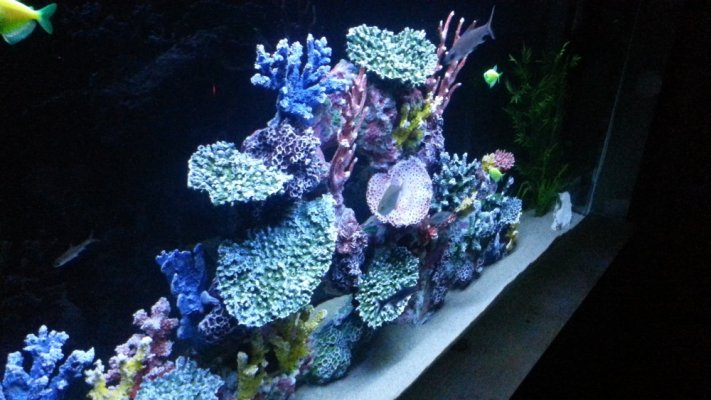 reef from side.jpg