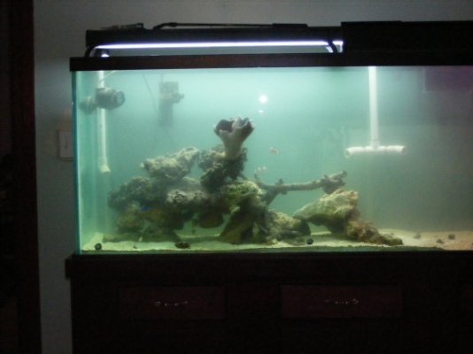 Fish Tank 098.jpg