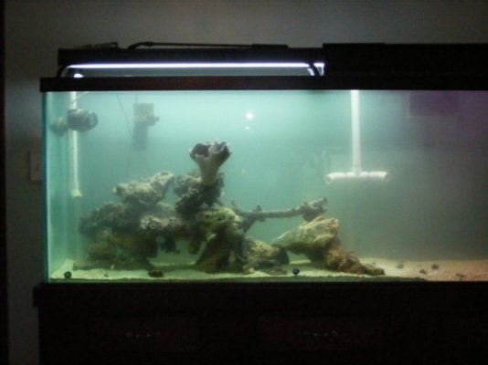 Fish Tank 100.jpg