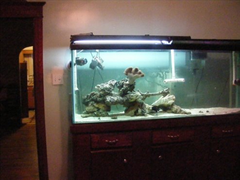 Fish Tank 103.jpg