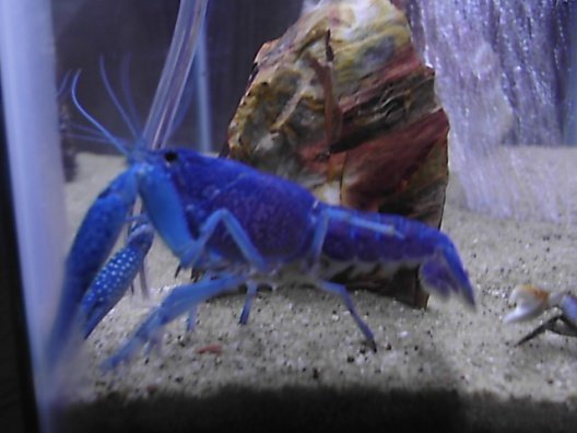 blue lobster 002.jpg