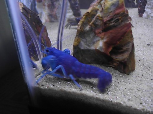 blue lobster 003.jpg