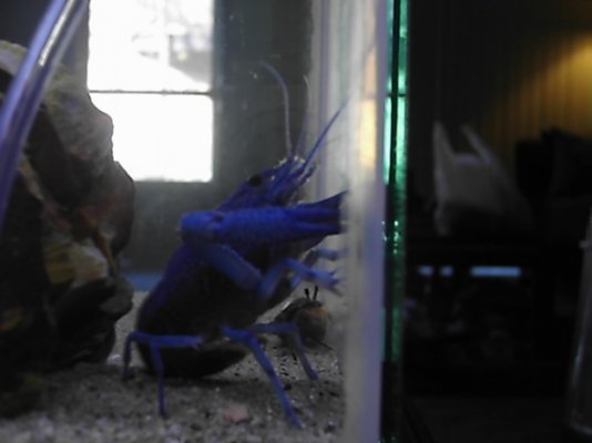 blue lobster 004.jpg