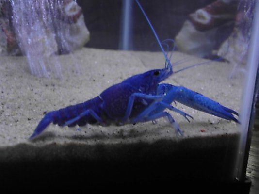 blue lobster 007.jpg