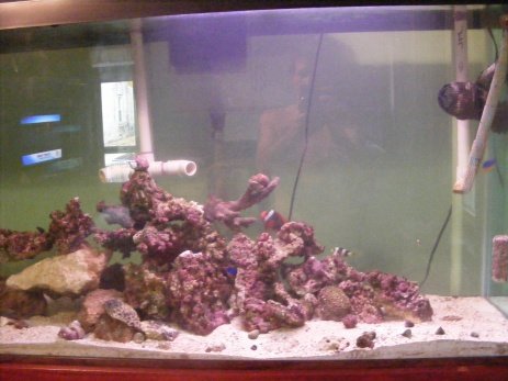 Fish Tank 147.jpg