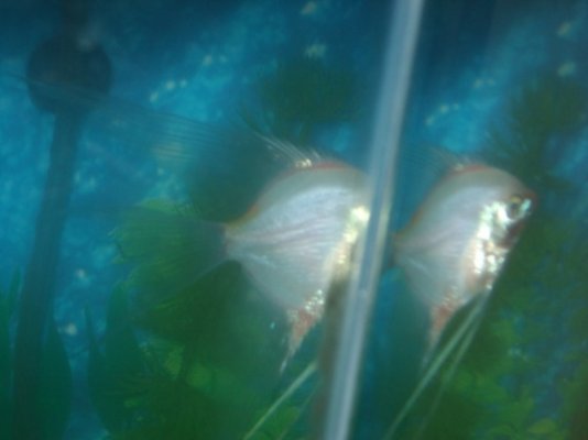 angelfish1.jpg