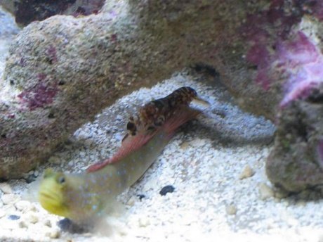 goby 3 small.jpg