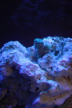 RO and Soft Corals 007.jpg